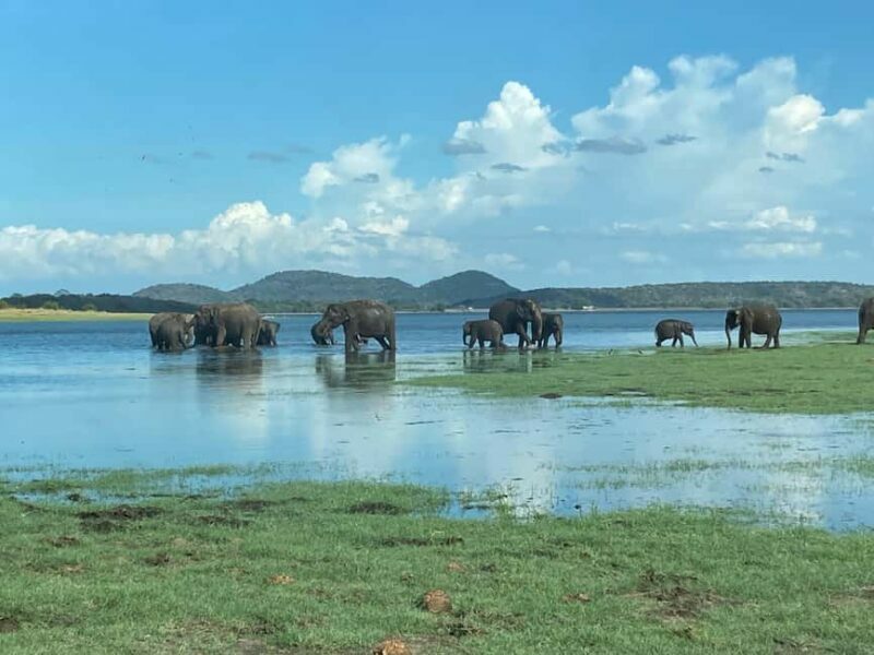 From Trincomalee: Minneriya National Park 4X4 Jeep Safari - Frequently Asked Questions