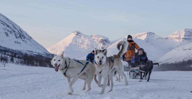 From Tromsø: Advanced Dog Sledding Tour at Camp Tamok - Key Points