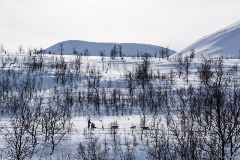 From Tromsø: Advanced Dog Sledding Tour at Camp Tamok - Dog Sledding Experience