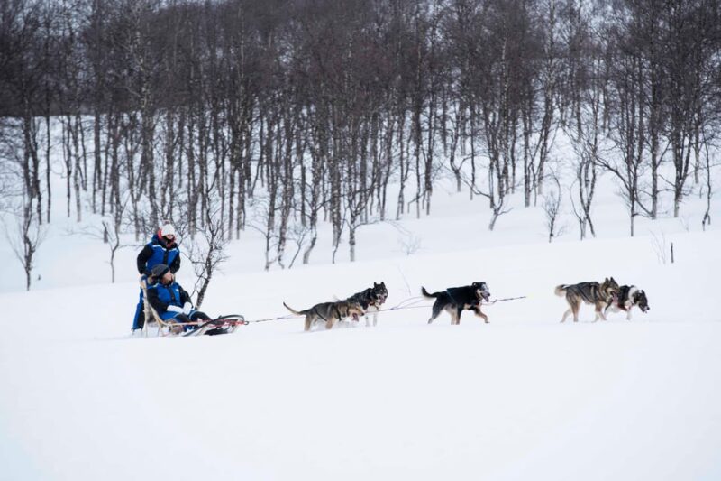 From Tromsø: Advanced Dog Sledding Tour at Camp Tamok - Participant Requirements