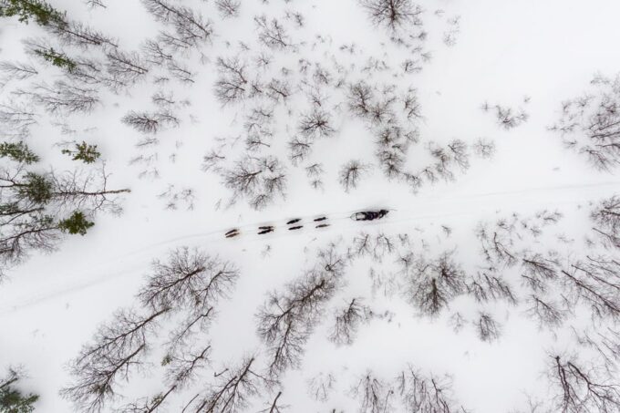 From Tromsø: Advanced Dog Sledding Tour at Camp Tamok - Frequently Asked Questions