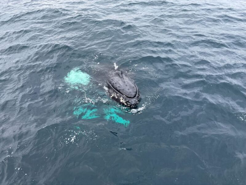 From Tromsø: All-Inclusive Whale and Sea Bird Boat Cruise - Key Points