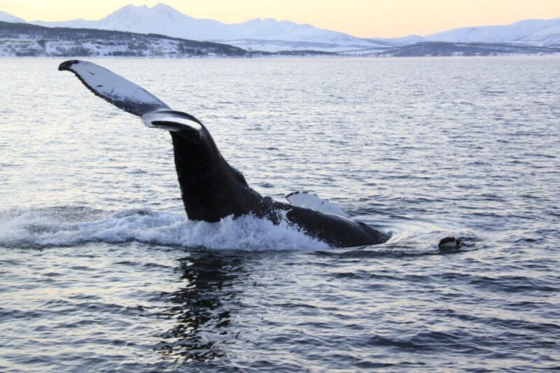 From Tromsø: All-Inclusive Whale and Sea Bird Boat Cruise - Experience Highlights