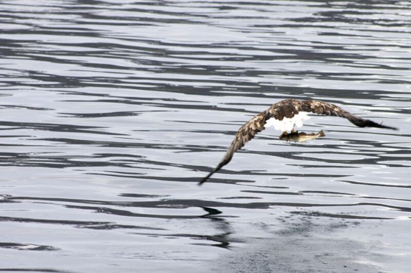 From Tromsø: All-Inclusive Whale and Sea Bird Boat Cruise - Itinerary Details