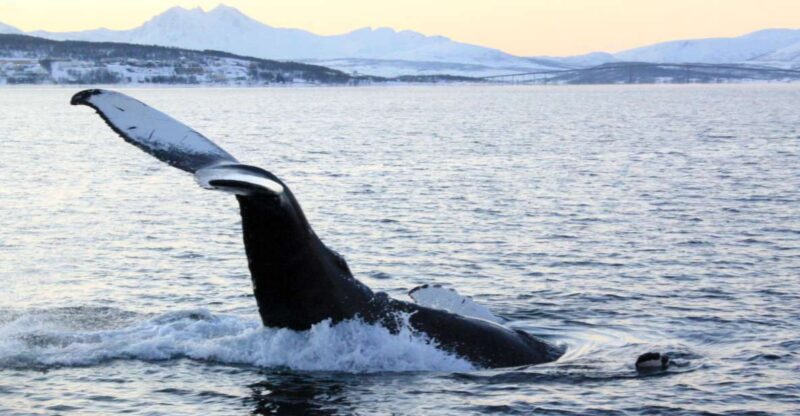 From Tromsø: All-Inclusive Whale and Sea Bird Boat Cruise - Scenic Views and Photography