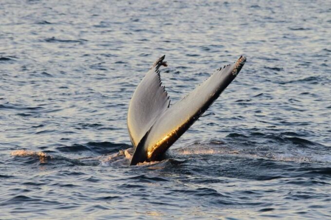 From Tromsø: All-Inclusive Whale and Sea Bird Boat Cruise - Customer Feedback and Recommendations