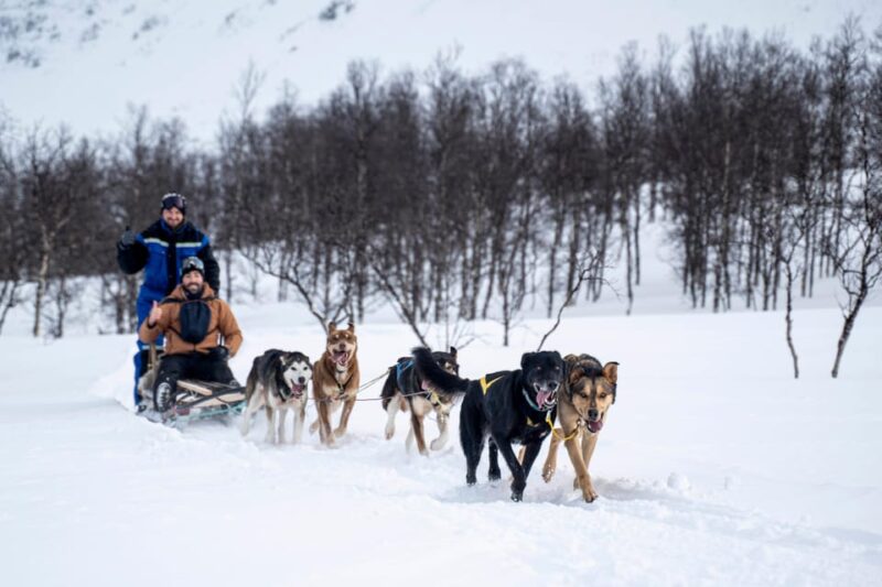 From Tromsø: Dog Sledding Adventure in Tamokdalen - Activity Overview