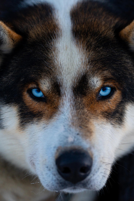 From Tromsø: Dog Sledding Adventure in Tamokdalen - Experience Highlights
