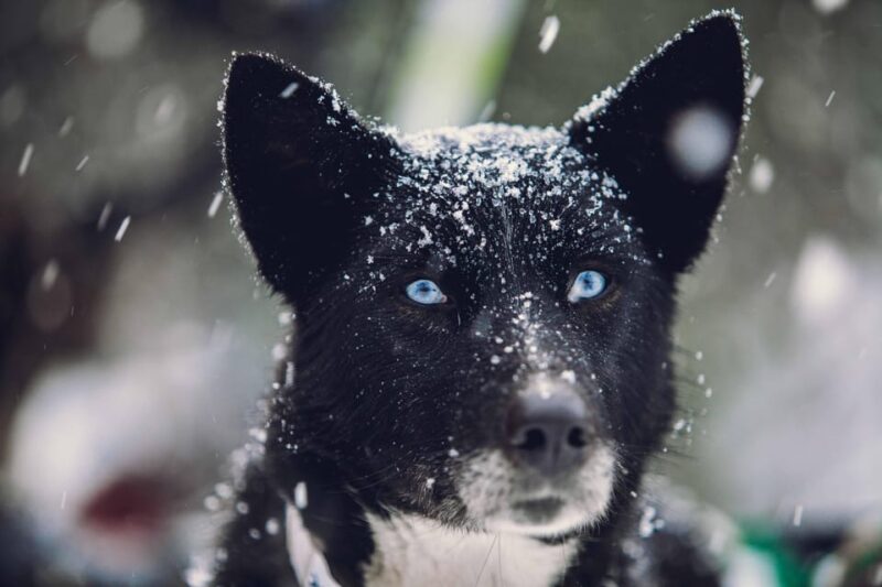 From Tromsø: Dog Sledding Adventure in Tamokdalen - Gear and Clothing
