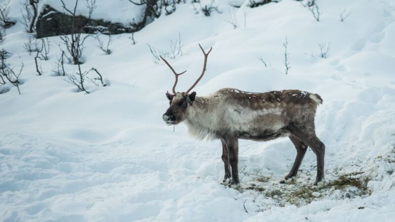 From Tromsø: Fjords Small Group Bus Tour - Itinerary Highlights
