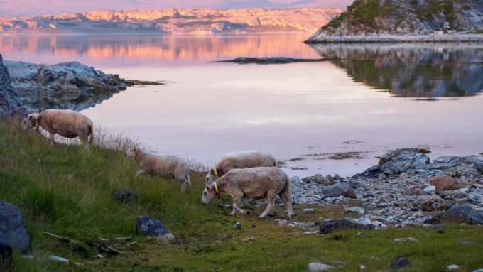 From Tromsø: Fjords Small Group Bus Tour - Cancellation Policy