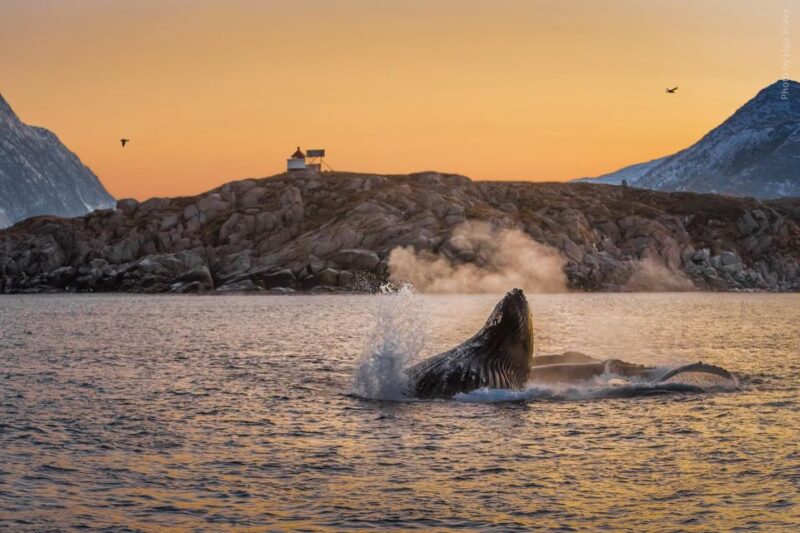 From Tromsø: Overnight Northern Lights & Whale Watching Tour - Onboard Comfort and Safety