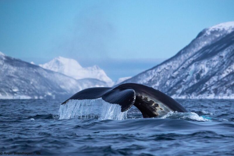 From Tromsø: Overnight Northern Lights & Whale Watching Tour - Participant Information