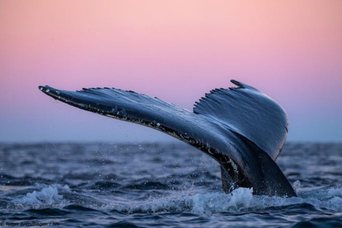 From Tromsø: Overnight Northern Lights & Whale Watching Tour - Booking and Reservations