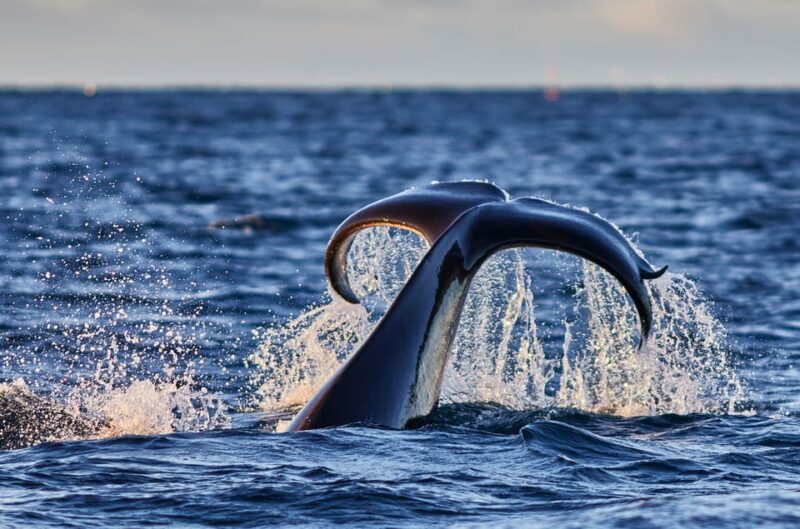 From Tromso: Whale Watching in Magic Skjervoy - Whale Watching Experience