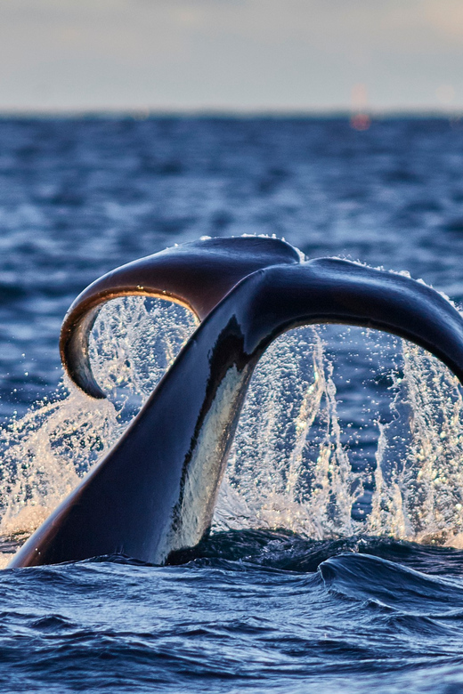 From Tromso: Whale Watching in Magic Skjervoy - Scenic Drive to Skjervoy