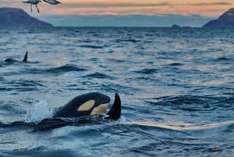 From Tromso: Whale Watching in Magic Skjervoy - Boat Specifications and Capacity