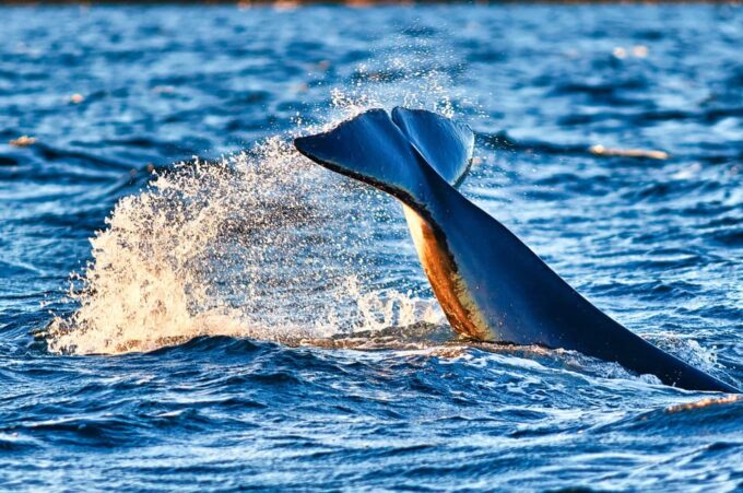 From Tromso: Whale Watching in Magic Skjervoy - Participant Restrictions