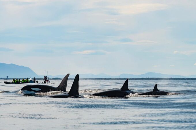 From Tromso: Whale Watching in Magic Skjervoy - Customer Feedback and Ratings