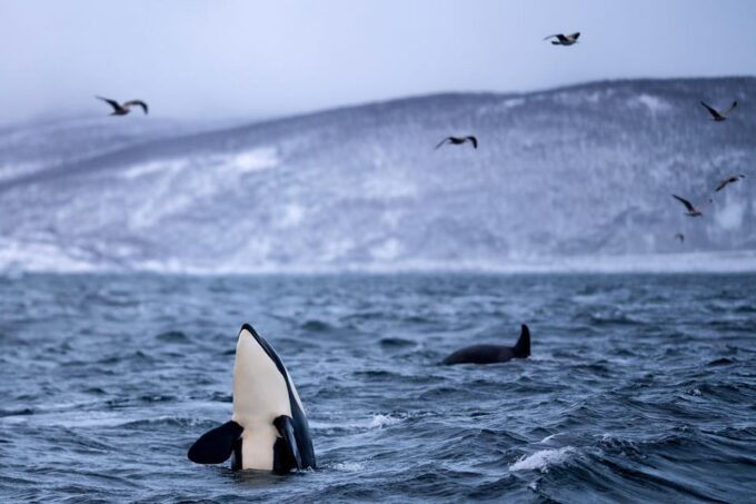 From Tromso: Whale Watching in Magic Skjervoy - Frequently Asked Questions