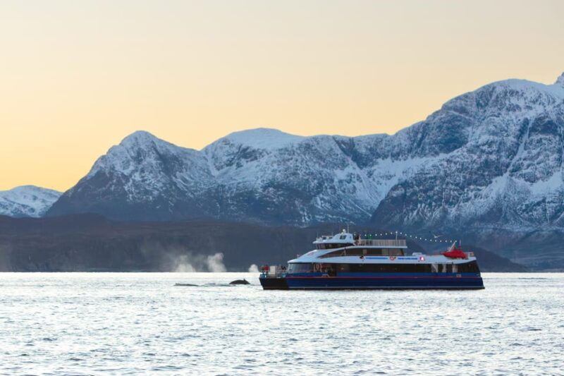 From Tromsø: Whale Watching Safari on High-Speed Catamaran - Key Points
