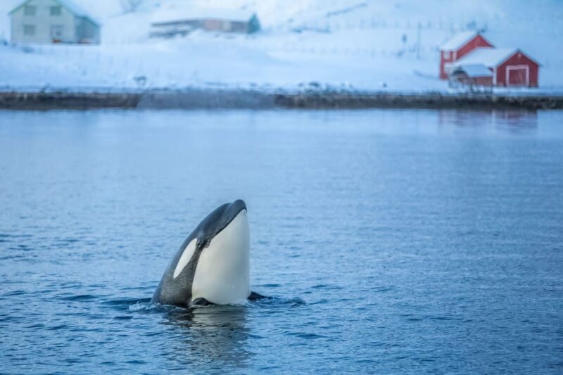 From Tromsø: Whale Watching Safari on High-Speed Catamaran - Itinerary and Experience