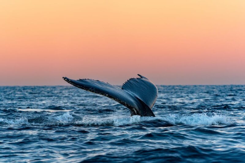From Tromsø: Whale Watching Safari on High-Speed Catamaran - Vessel and Amenities