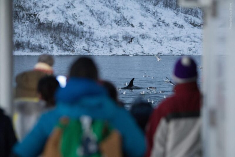 From Tromsø: Whale Watching Safari on High-Speed Catamaran - Wildlife and Environmental Commitment
