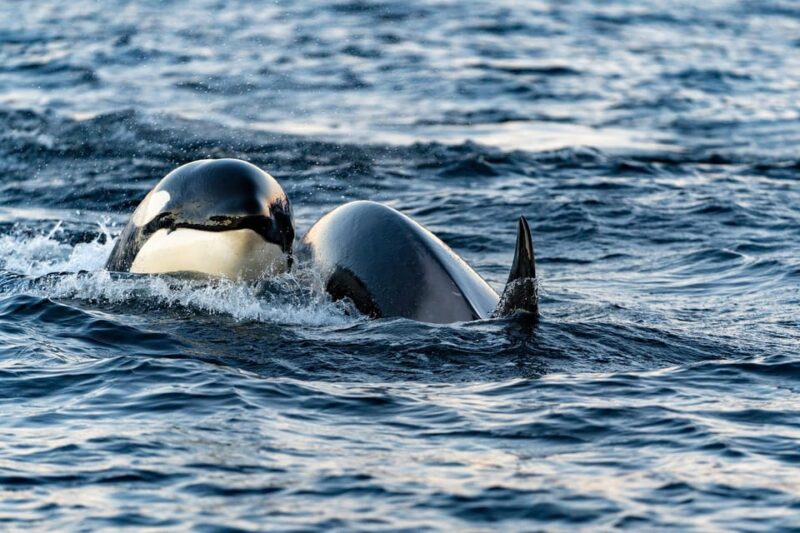 From Tromsø: Whale Watching Safari on High-Speed Catamaran - Customer Feedback