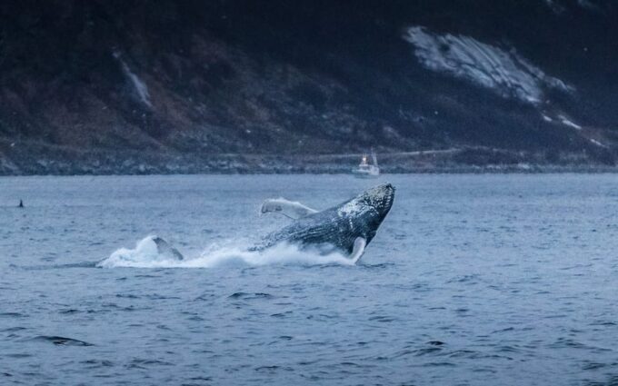 From Tromsø: Whale Watching Safari on High-Speed Catamaran - Preparing for the Tour