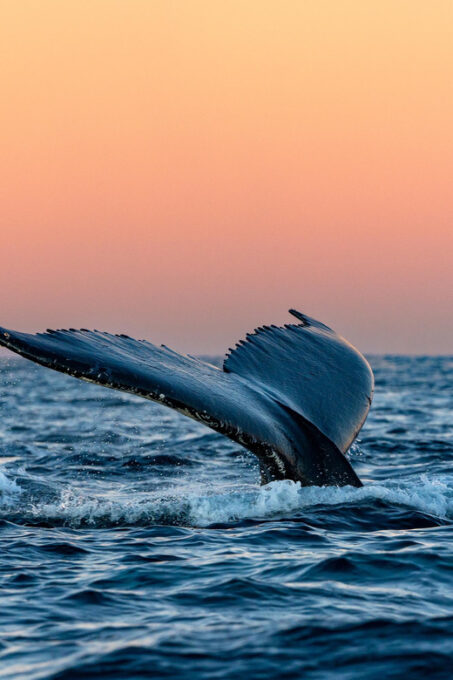 From Tromsø: Whale Watching Safari on High-Speed Catamaran - Highlights and Expectations