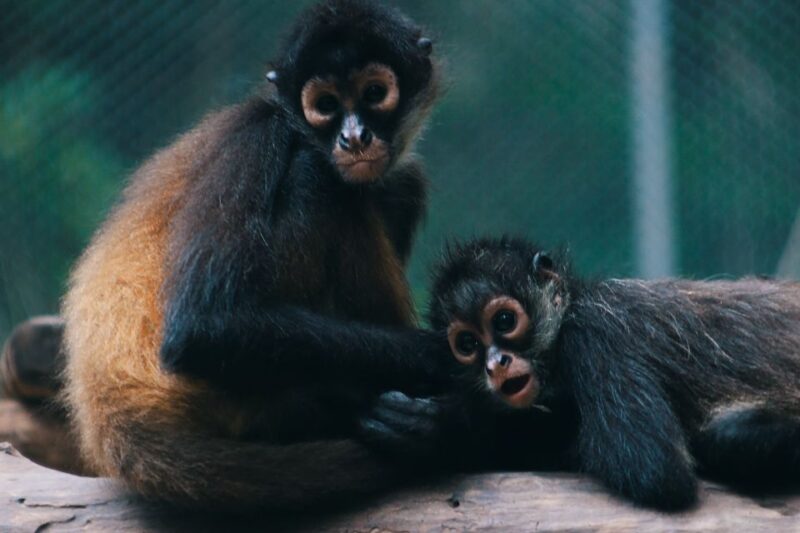 From Tulum: ATV Ride With Monkey Sanctuary and Cenote Trip - Itinerary and Activities