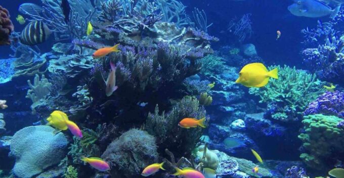 From Tulum: Cenote Riviera Maya & Snorkel Excursion - Transportation and Payment