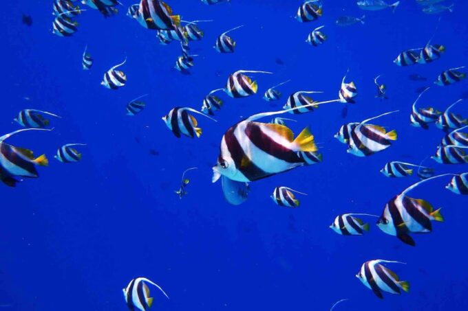 From Tulum: Cenote Riviera Maya & Snorkel Excursion - Safety and Accessibility