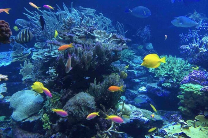 From Tulum: Cenote Riviera Maya & Snorkel Excursion - Frequently Asked Questions