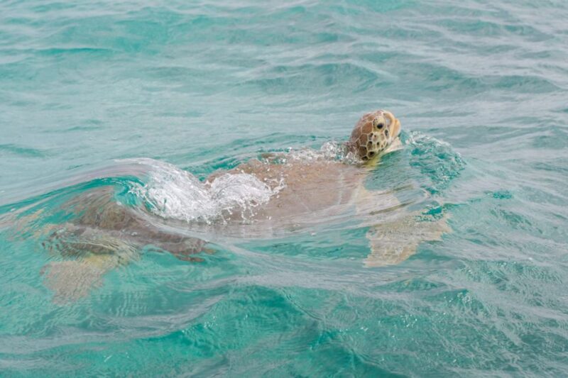 From Tulum: Sian Kaan Boat Trip Adventure With Lunch - Tour Exclusions