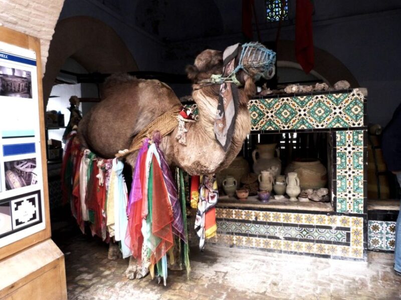 From Tunis, Hammamet, or Sousse: Private Kairouan Day Trip - Highlights of Kairouan