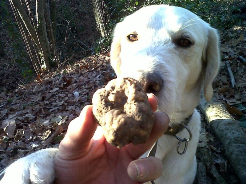 From Turin: Half-Day Truffle Hunting and Lunch in Piedmont - Key Points