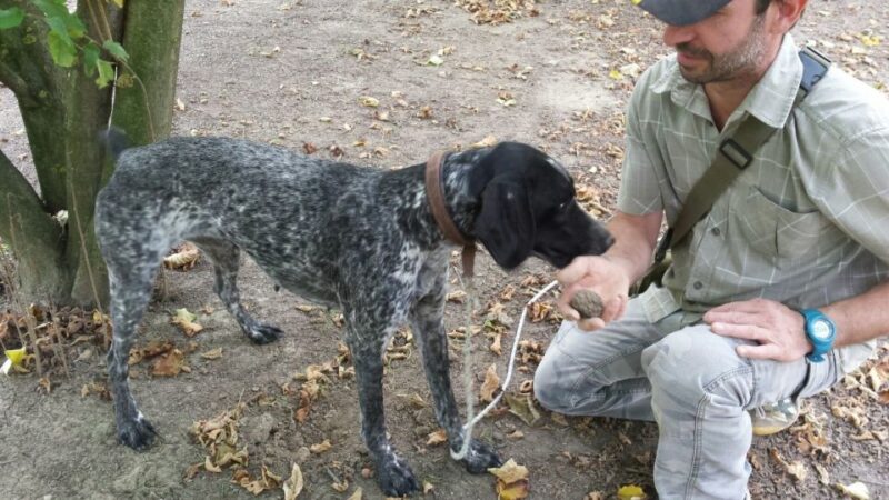 From Turin: Half-Day Truffle Hunting and Lunch in Piedmont - Customer Feedback