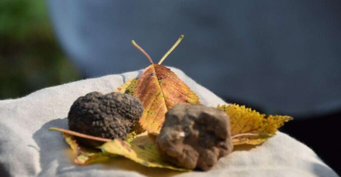 From Turin: Half-Day Truffle Hunting and Lunch in Piedmont - Wine Pairings and Lunch