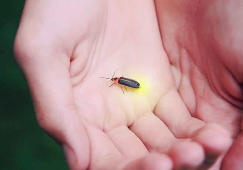 From Ubud: Dinner With Fireflies View - Experience Highlights