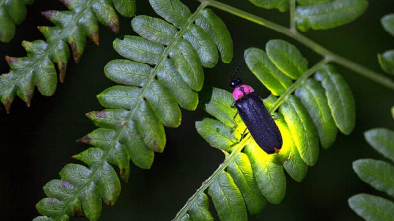 From Ubud: Dinner With Fireflies View - Firefly Facts