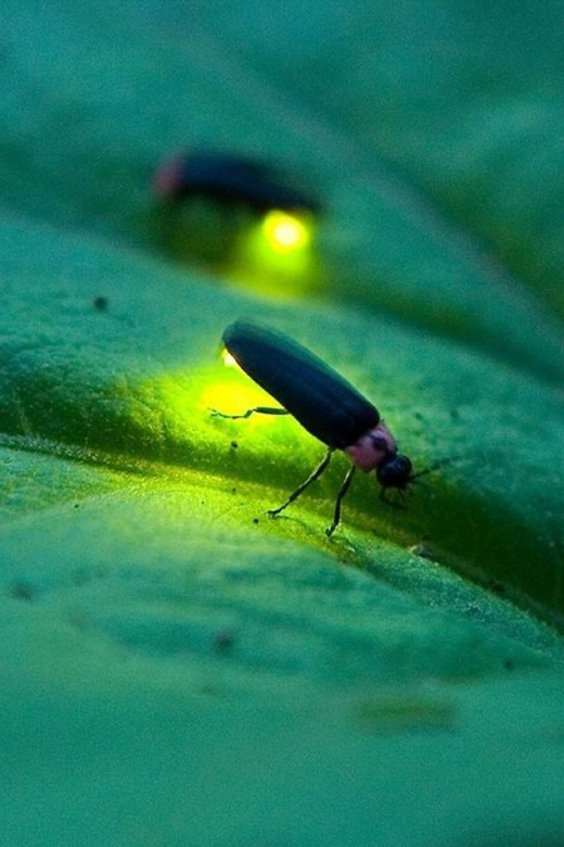 From Ubud: Dinner With Fireflies View - Conservation Efforts
