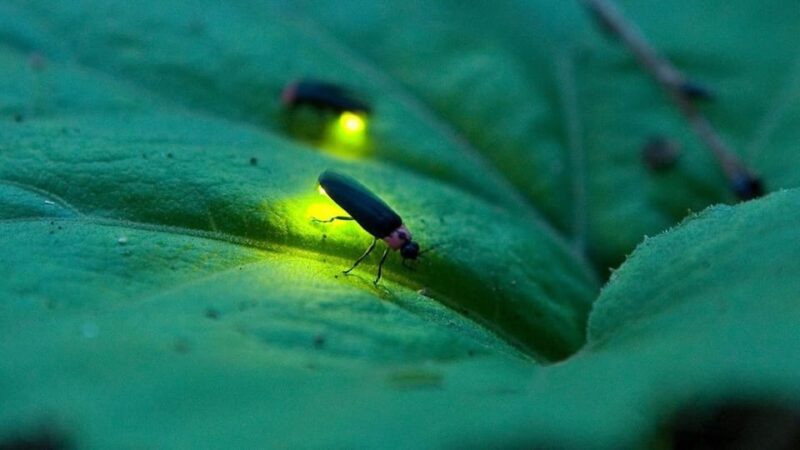 From Ubud: Dinner With Fireflies View - Pricing and Inclusions