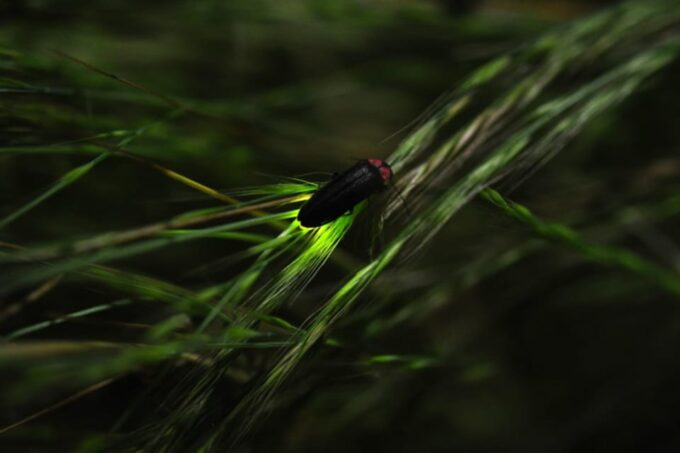 From Ubud: Dinner With Fireflies View - Transportation Options