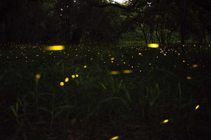 From Ubud: Dinner With Fireflies View - Frequently Asked Questions