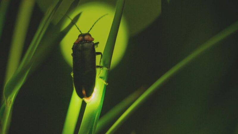 From Ubud: Evening Firefly Tour in Taro Village - Key Points