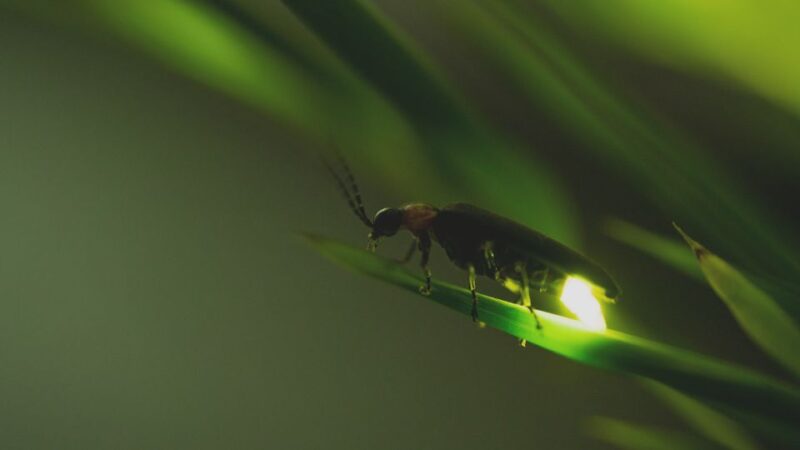 From Ubud: Evening Firefly Tour in Taro Village - Itinerary and Highlights