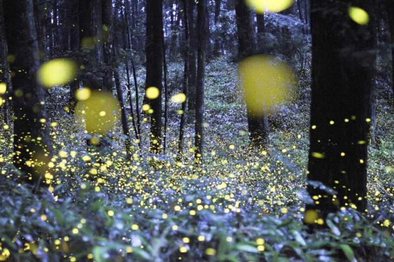 From Ubud: Evening Firefly Tour in Taro Village - Inclusions and Exclusions
