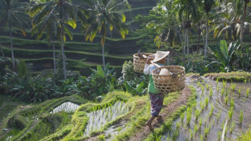 From Ubud: Evening Firefly Tour in Taro Village - Meeting Point and Directions